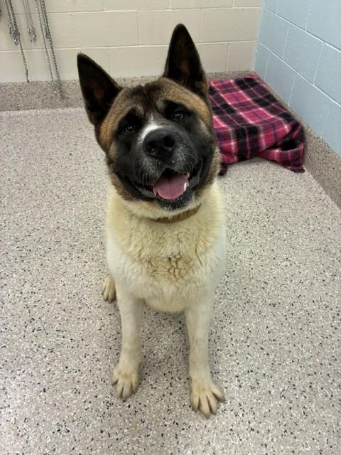 TYSON