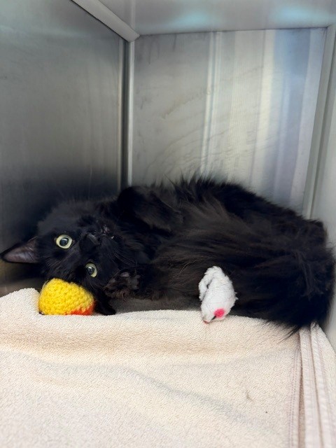 *Binx Baby
