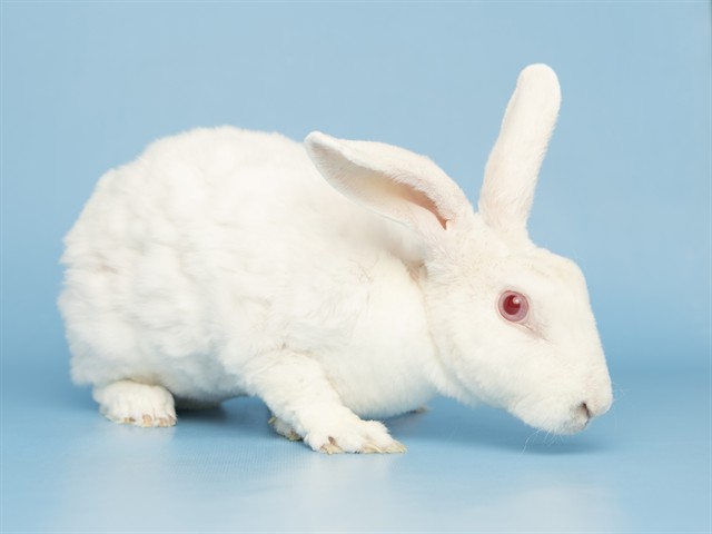Image of Dolly the rabbit