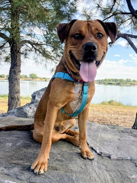 TAZ