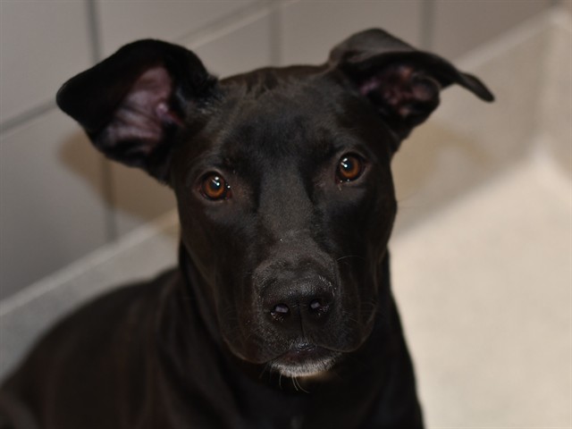 ECHO