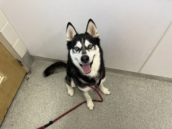 KODA