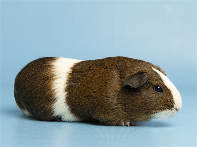 Image of Cutie Putie the rodent
