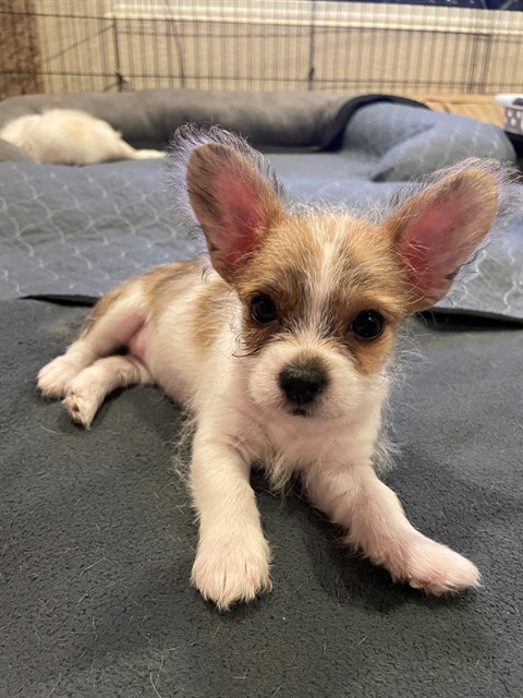 PIP