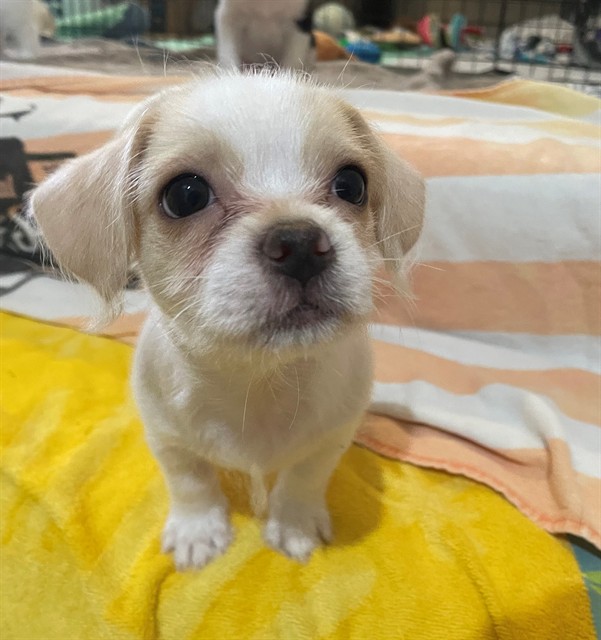 OLAF
