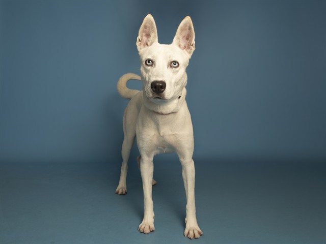 Image of Lilly the dog