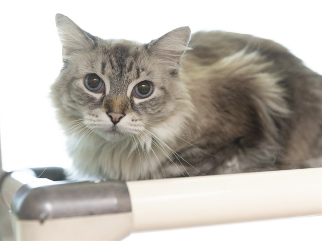 Image of Romeo the cat
