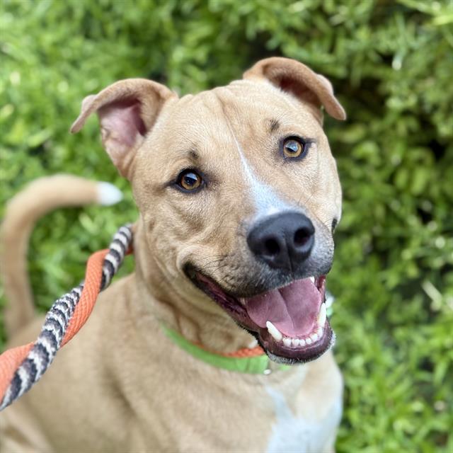 Simon, available for adoption