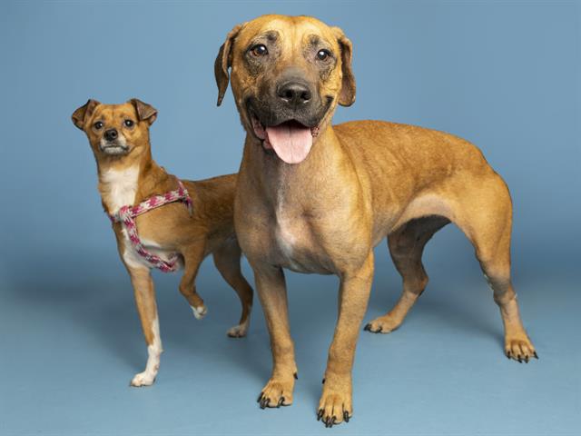 Image of Bambi And Angel the dog