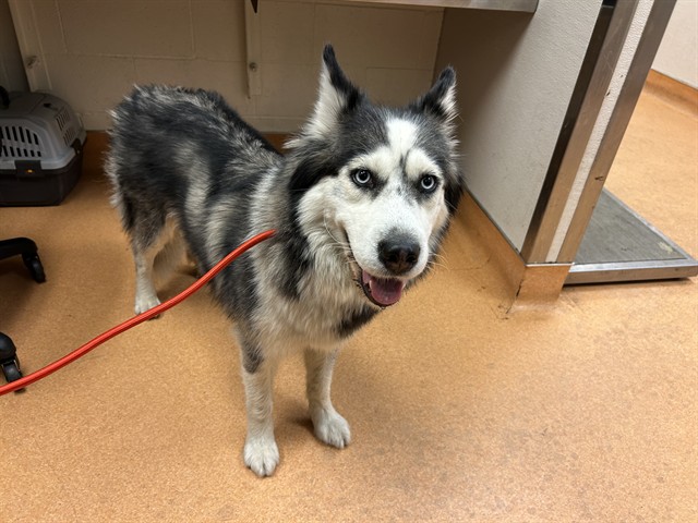 Image_A1040643