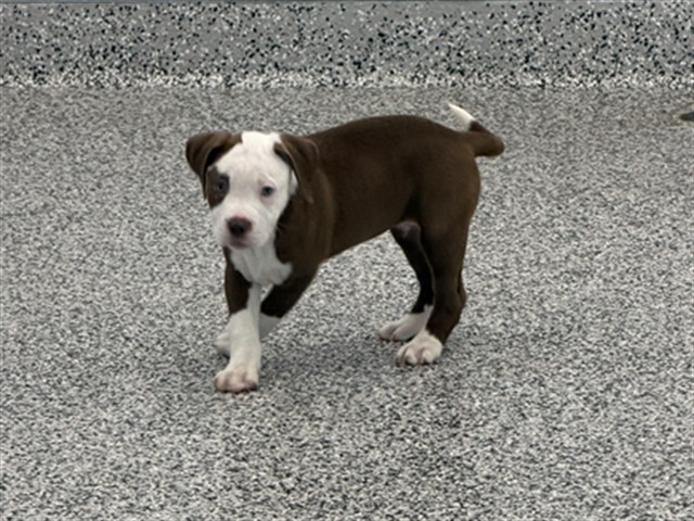 Image_A082051