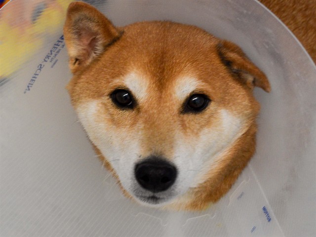 KODA