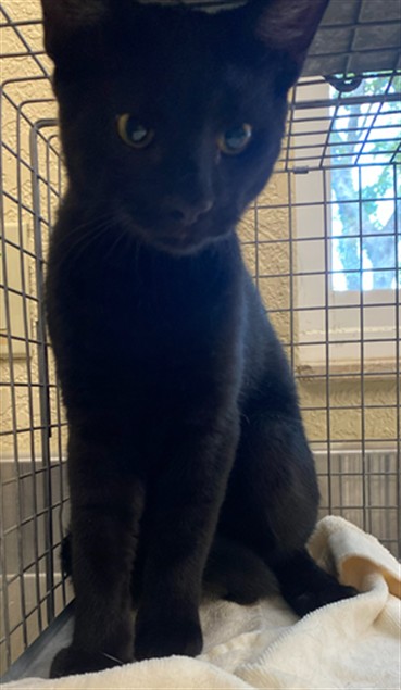 Image_A1123891