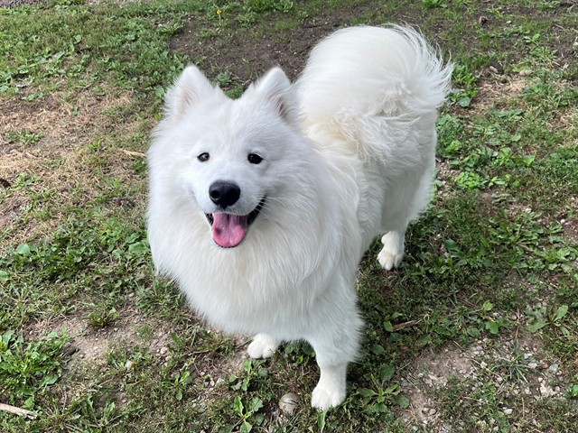 Samoyed