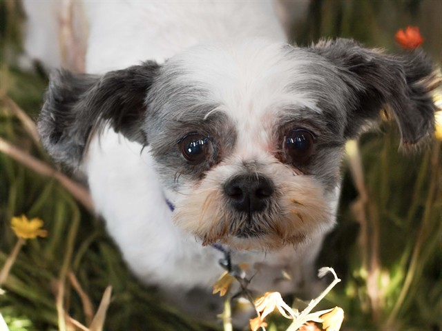 GIZMO