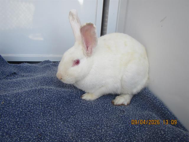 Image_A444283
