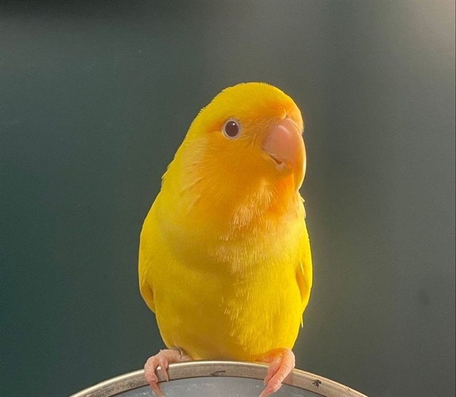 Image_A083880
