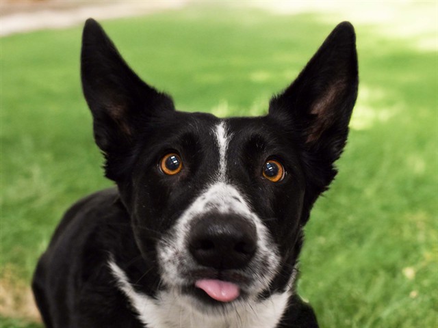 SADIE