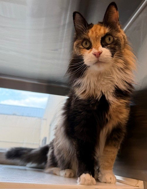 ZUNI