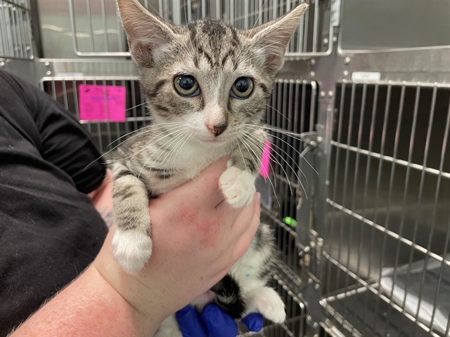Image_A084000