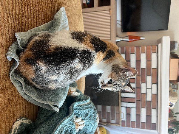 Image_3115049