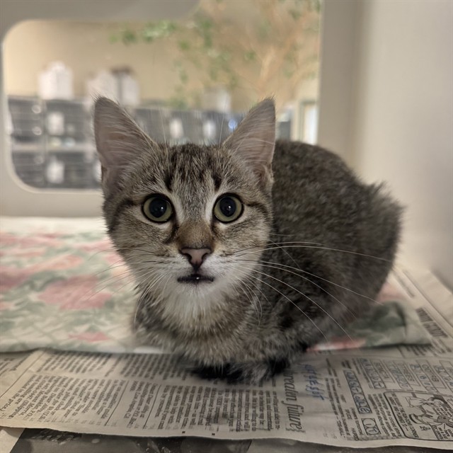 24Petconnect: Lost, Found, and Adoptable Animals