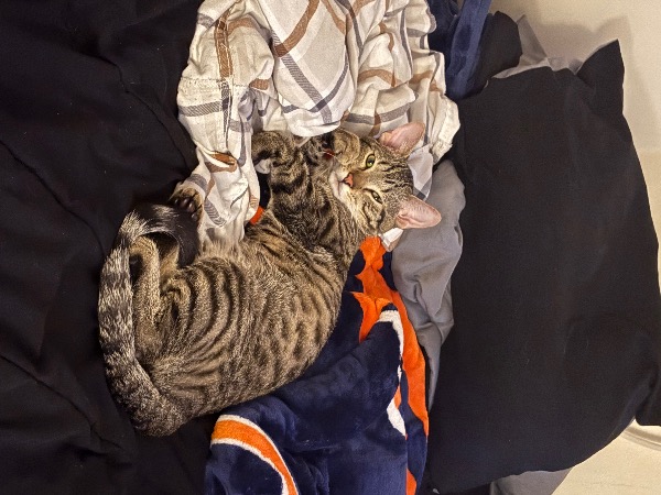 Image_3115084