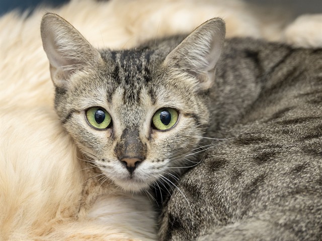 Image of Mildred the cat