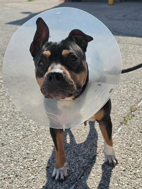 Image_A536314