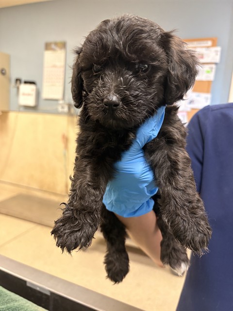 Image_A1937653