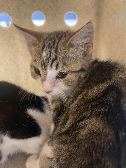 Image_A334895