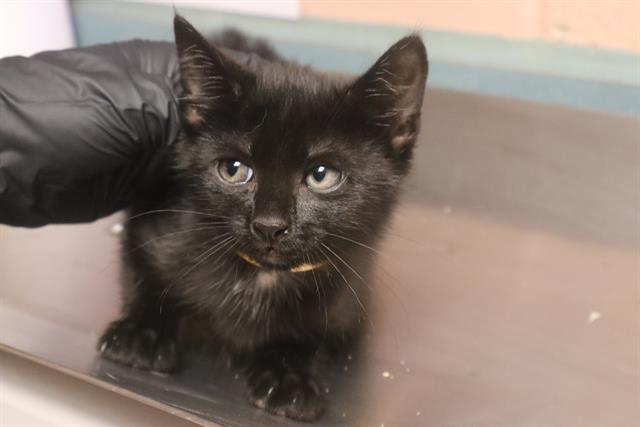 Image_A310019