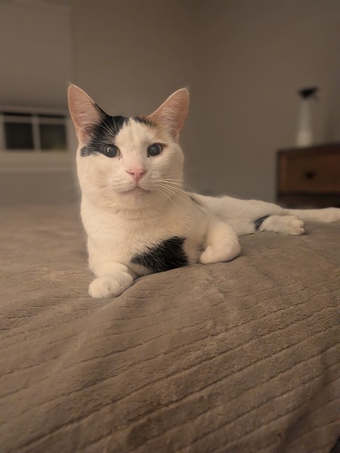 PENNY