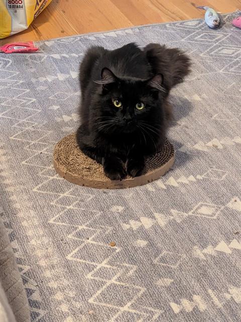 WINSTON