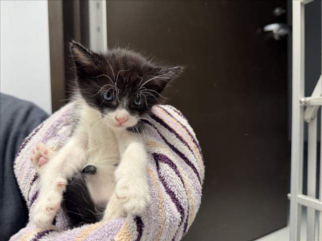 Image_A176298