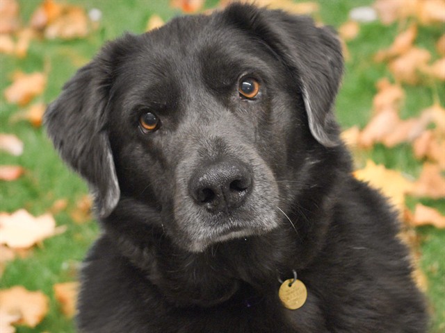 BEAU
