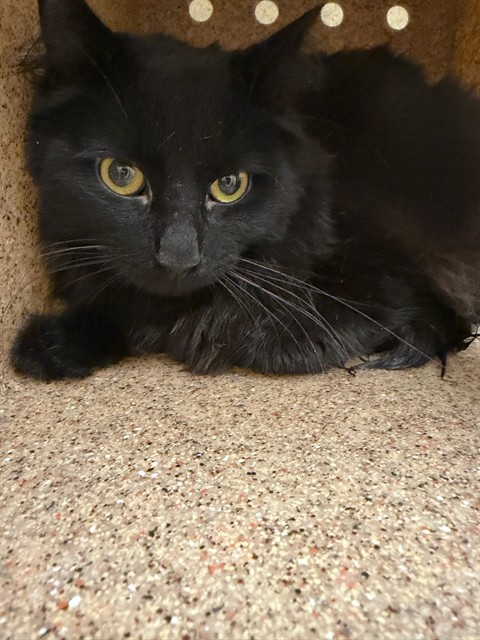 Image_A1939029