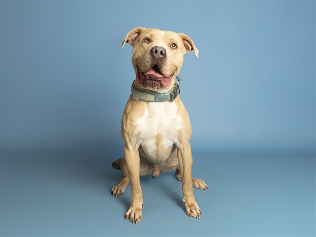 Image of King the dog