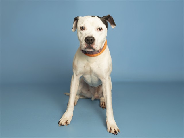 Image of Roller the dog