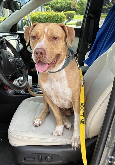 Image_A136754