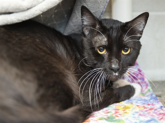 Image of Pablo the cat