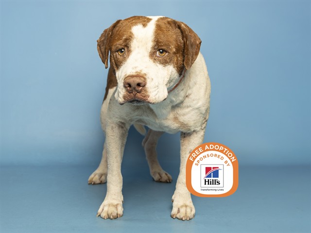 Image of Juanito the dog