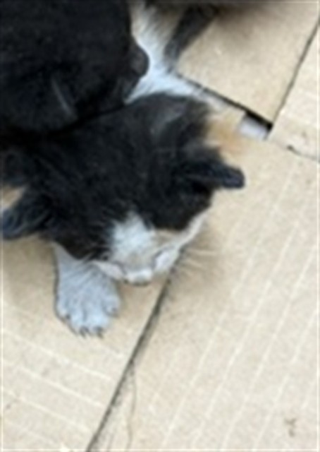 Image_A321967