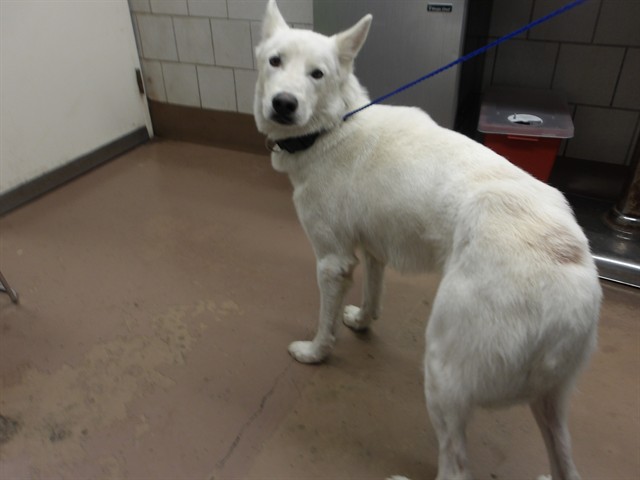 Image_A321990