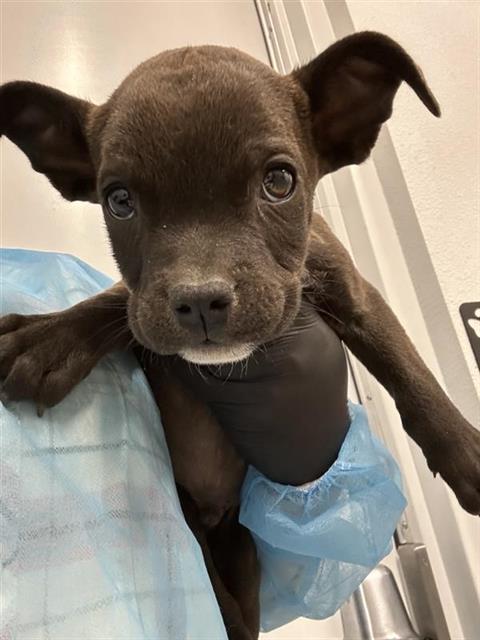 Image_A040490