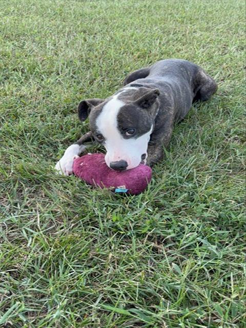 Sasha, Bull Terrier Mix
