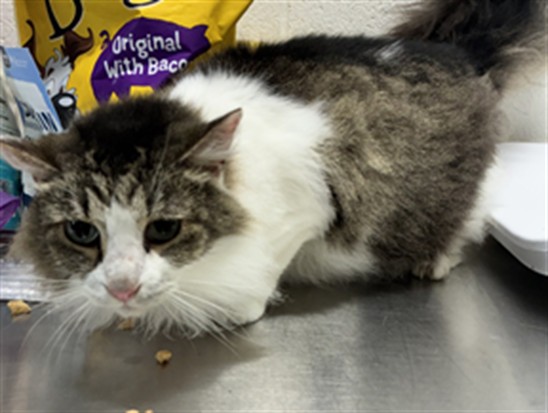 Image_A574994