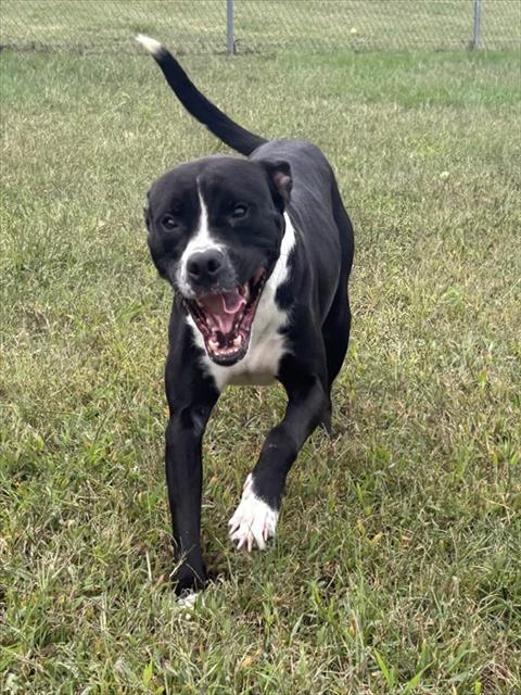Johann, Boxer Mix