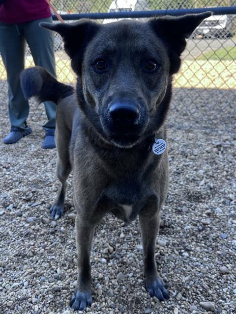 Marceline, German Shepherd Dog Mix