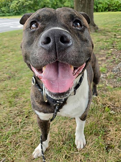 Image_A273555